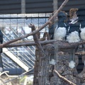 321-2250 San Diego Zoo - Trumpeter Hornbills